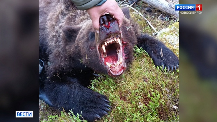 Из-за медведя рядом с новосибирским селом усилили патрулирование экологической тропы