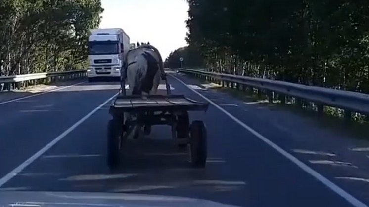 Конь с телегой без извозчика мешал движению на новосибирской трассе