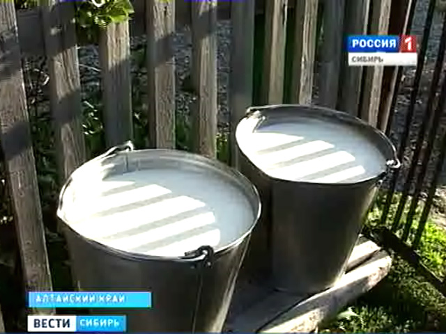 В Алтайском крае бастуют фермеры - резко снижена закупочная цена на молоко