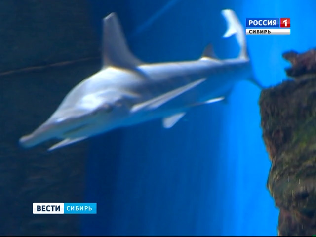В Новосибирском дельфинарии поселилась акула-молот