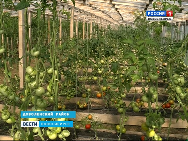 У аграриев в Новосибирской области заберут излишку урожая на продажу