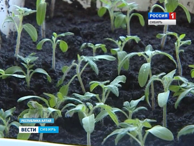 Аграрии Сибири готовятся к началу весенней посевной кампании
