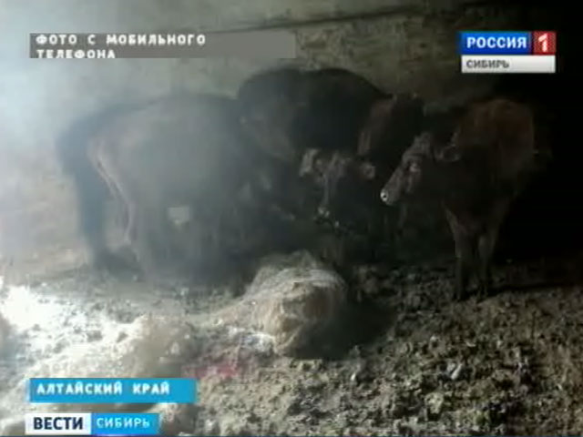 На одном из племенных заводов Алтайского края гибнет элитный скот