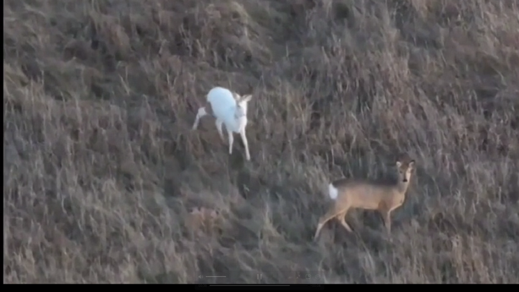 Редчайшую косулю-альбиноса обнаружили в лесу Новосибирской области