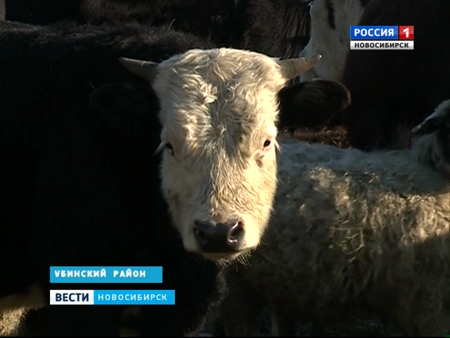 В Убинском районе у коров нашли лейкоз