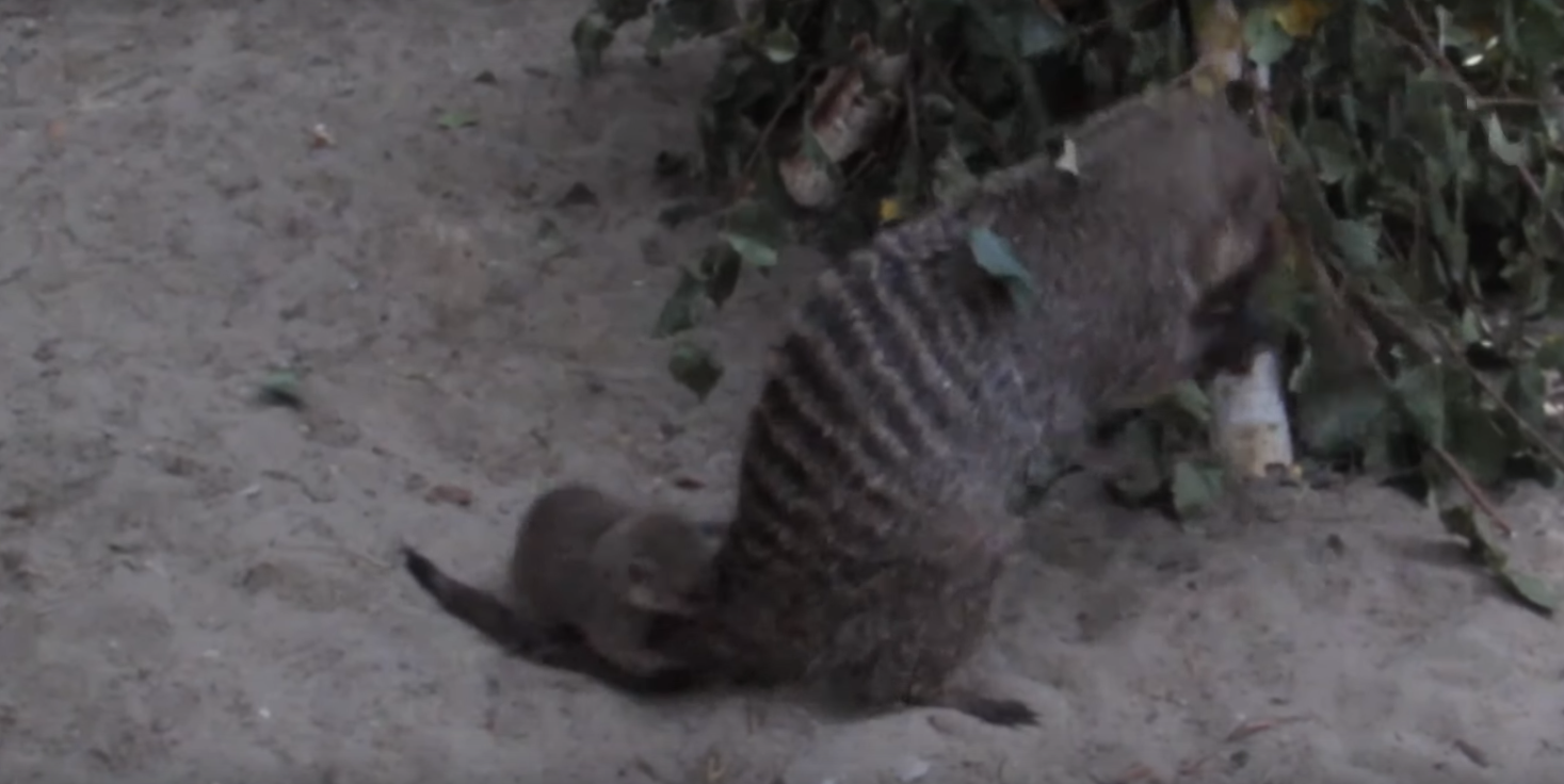 Посетителей Новосибирского зоопарка умилил резвый мангуст