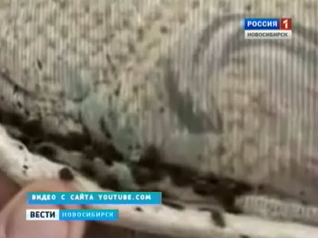 Жителей Советского района Новосибирска атаковали клопы