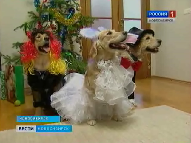 Собачий карнавал проведут в Новосибирске в ближайшие выходные