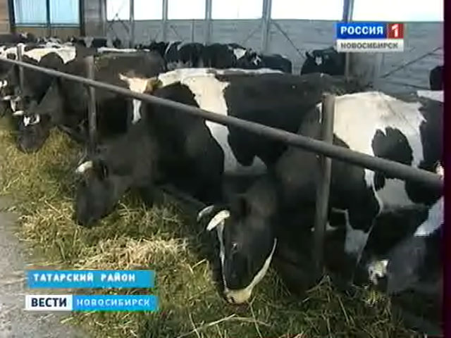 В Татарске открыли новый животноводческий комплекс