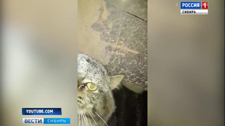 В Иркутске школьник и его мама спасли вмерзшего в лед кота