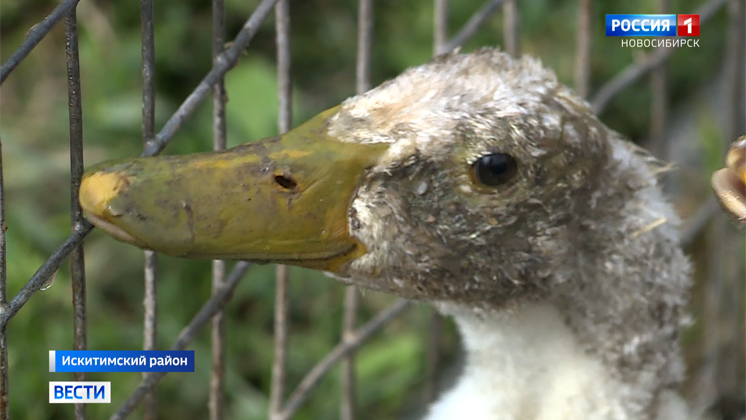 В хозяйствах Новосибирской области растет спрос на экзотические породы птиц