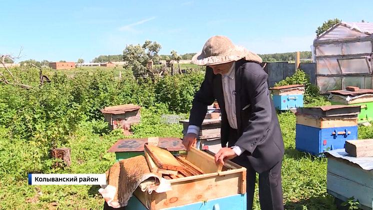 В Новосибирской области проверят инцидент с массовой гибелью пчёл