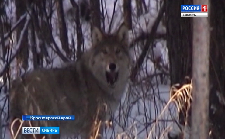 В Норильске продолжают поиски напавшего на людей бешеного волка