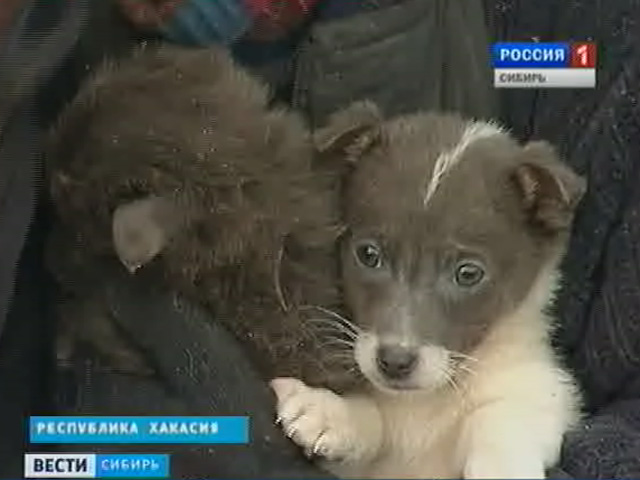 Международный день защиты животных. Какое внимание уделяют этой проблеме в регионах Сибири?
