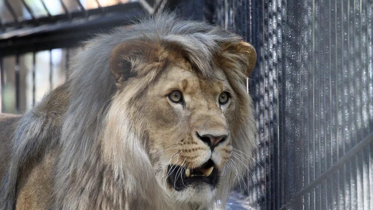 Директор новосибирского зоопарка опроверг новость о переработке тела умершего льва Самсона в муку