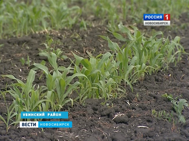 Новосибирские хлеборобы не смогут собрать большой урожай в этом году