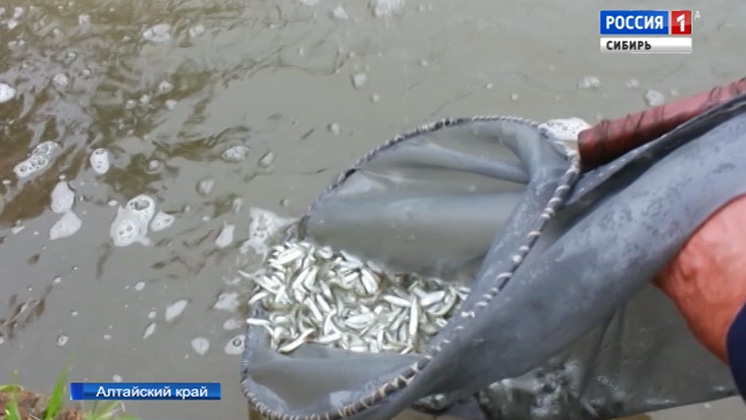 Более миллиона мальков сиговых видов рыб выпустили в пруды близ Камня-на-Оби