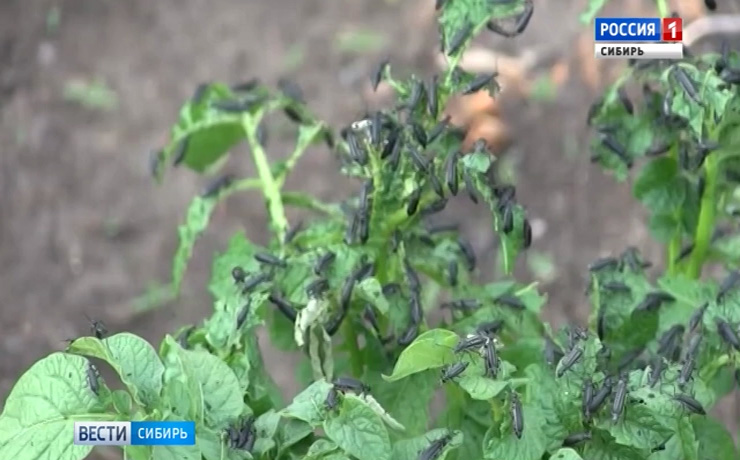 В Забайкалье огороды местных жителей оккупировала вредоносная черная мушка