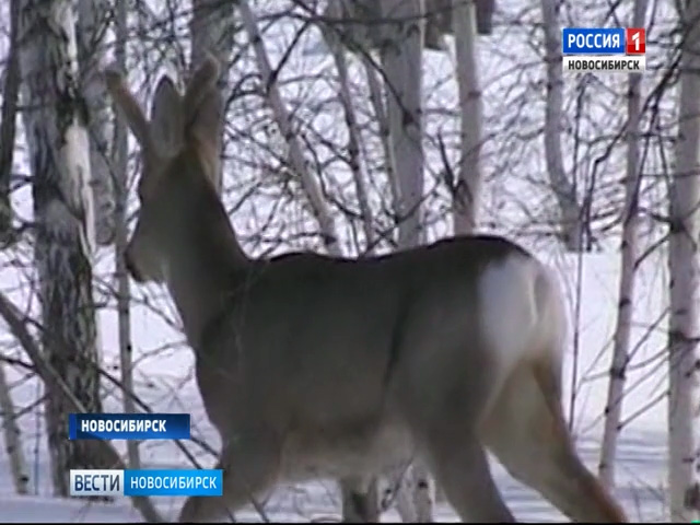 В Новосибирской области охотничьи угодья временно передают в частные руки