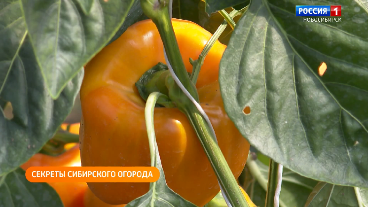 Полезная передача: выбираем сорта семян, продлеваем срок службы спецтехники