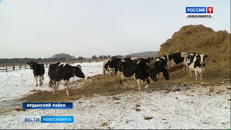 Новосибирские ученые вывели новую молочную породу коров