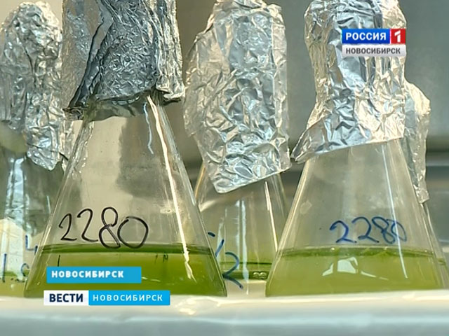 Новосибирские ученые разрабатывают биотопливо из водорослей