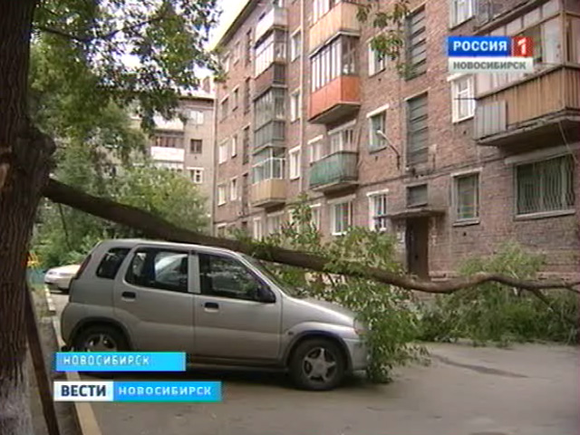 В Новосибирске дерево рухнуло на автомобиль, возместят ли ущерб?