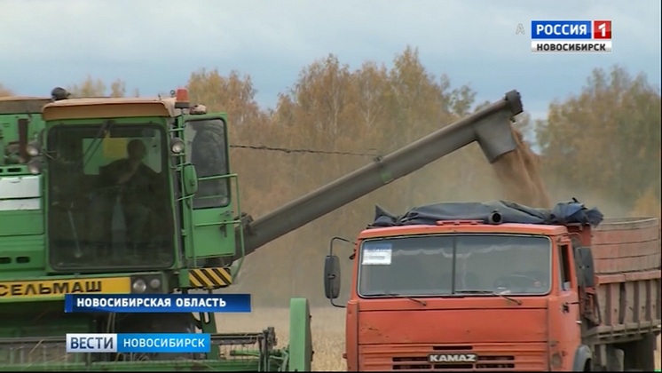 Более двух миллионов тонн зерна собрали аграрии Новосибирской области