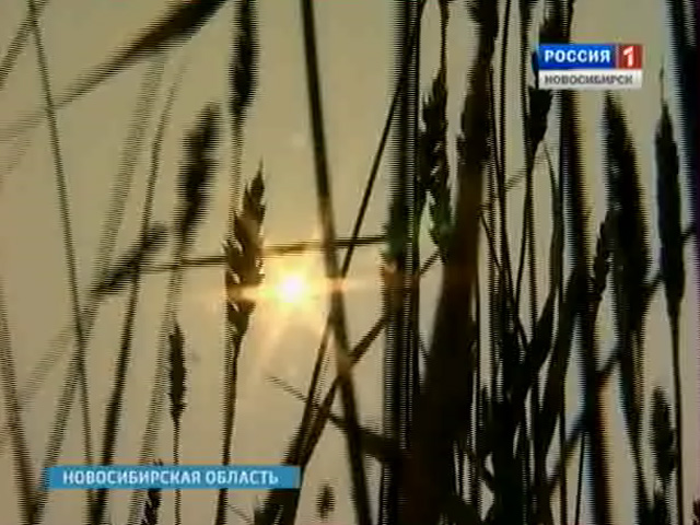 Министерство сельского хозяйства России понизило прогноз на этот год