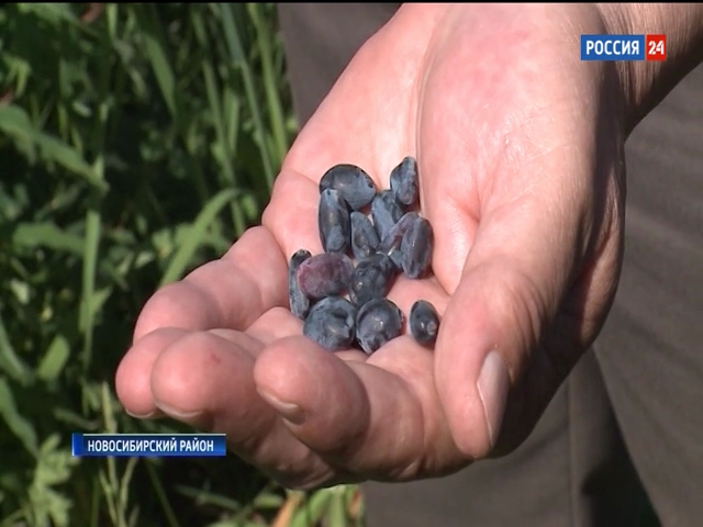 Новосибирские садоводы дали прогноз на урожай ягод