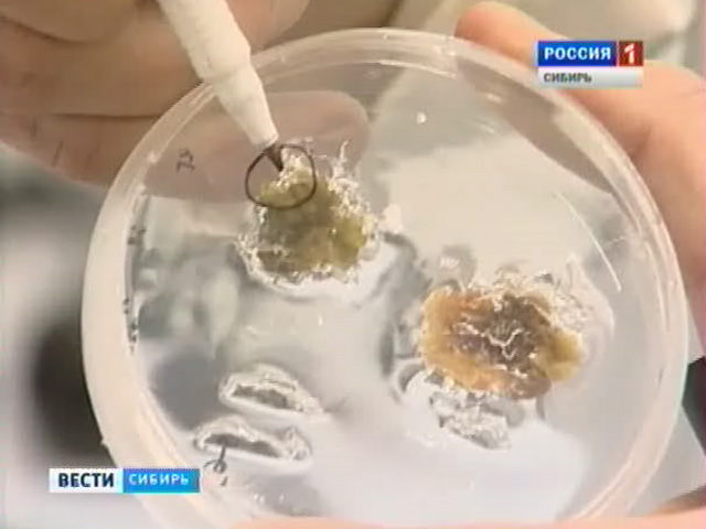 Алтайские биологи рассказали, как вырастить культуру, которая сама защитит себя от насекомых