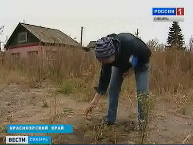 Садовое общество Красноярске засыпает песок. Можно ли остановить искусственный бархан?
