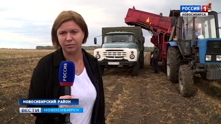 Сколько будет стоить картофель? В Новосибирской области идет уборочная кампания