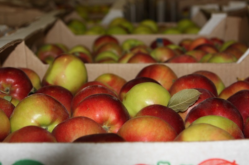 В Новосибирске уничтожили две тонны «санкционных» яблок