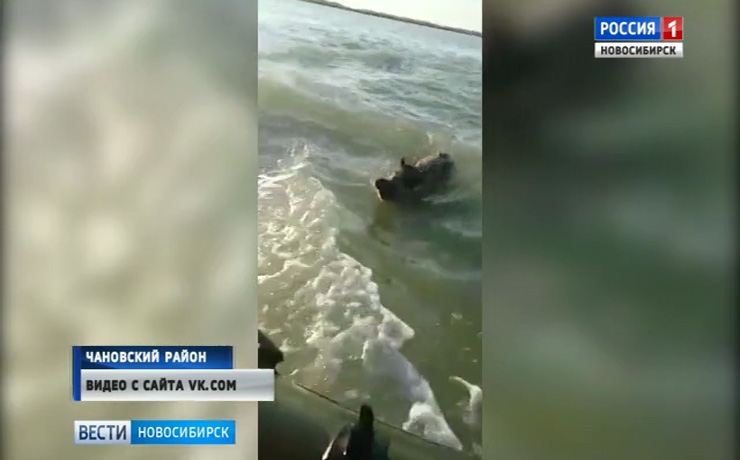 Рыбаки сняли на видео переплывавшего озеро Чаны кабана