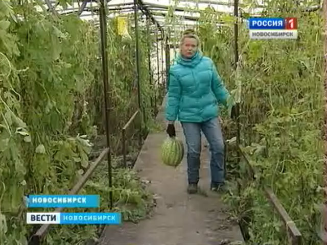 Новосибирские дачники подводят итоги сезона