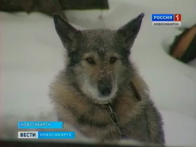 В Новосибирске сгорел приют для собак