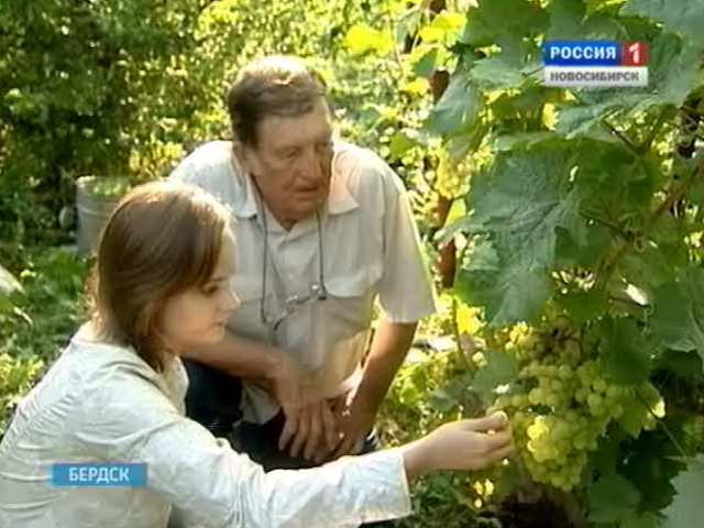 Дачники Новосибирской области завершают сезон и дают советы на будущий