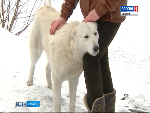 Бешеный лис покусал домашнюю собаку в Республике Алтай