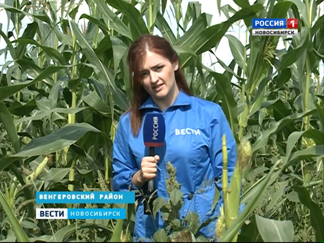 Новосибирские аграрии делают ставку на кукурузу и подсолнечник