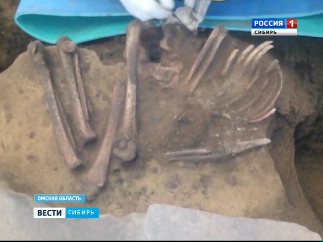 Омские археологи нашли скелет мальчика возрастом 3 тысячи лет