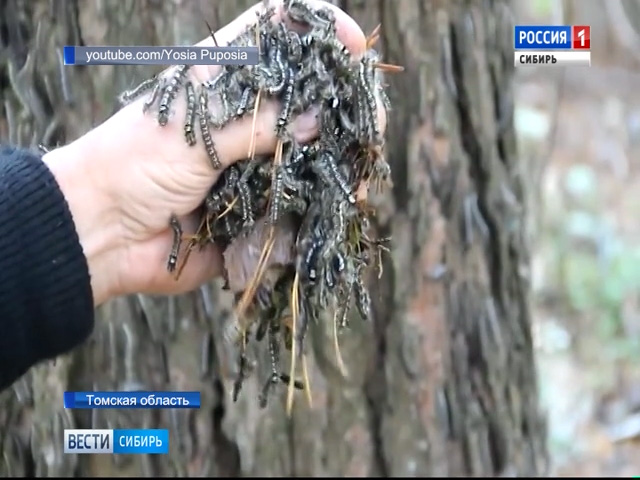 В Томской области ввели режим ЧС для борьбы с сибирским шелкопрядом