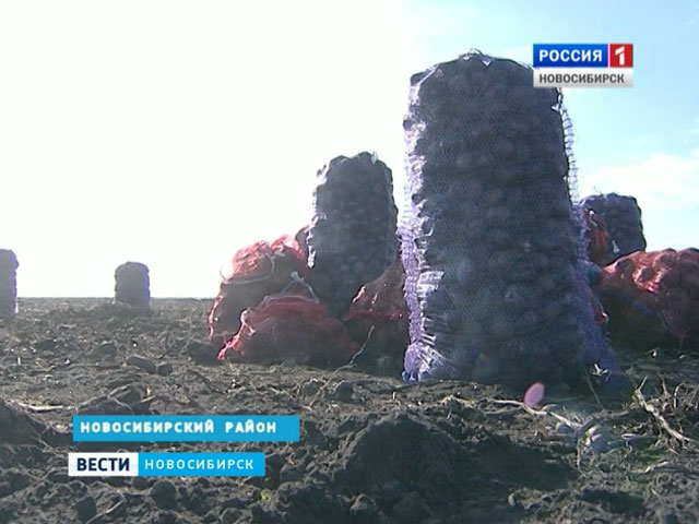 В хозяйствах Новосибирской области собирают урожай картофеля и моркови
