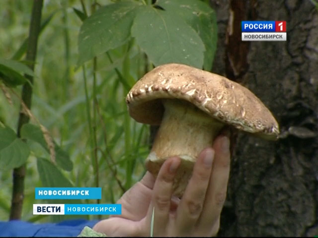 Новосибирские грибники ждут начала сезона тихой охоты
