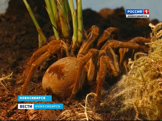 В Новосибирском краеведческом музее открылась выставка живых пауков