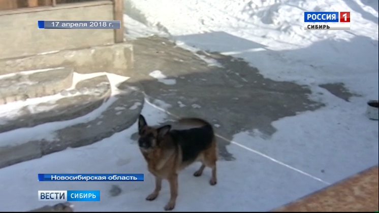 Собака напала на полуторагодовалого ребенка в Красноярском крае