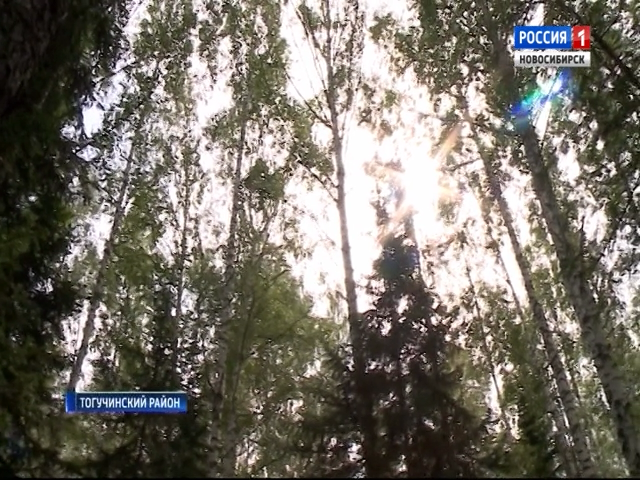 «Вести» разобрались в странной аренде леса в Новосибирской области
