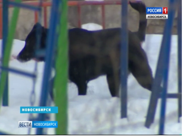 Бездомные собаки терроризируют работников и воспитанников детского сада в Новосибирске