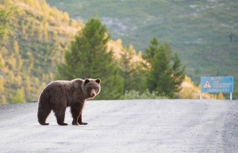 Медведи дважды за сутки вышли к людям в Новосибирской области