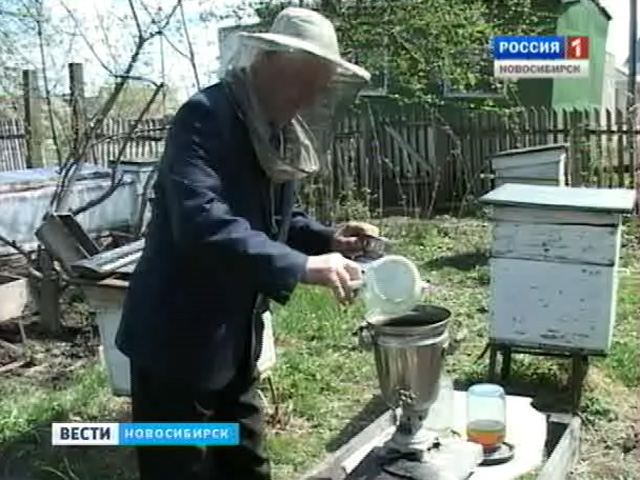 Пчеловоды Новосибирской области начали собирать первый мед